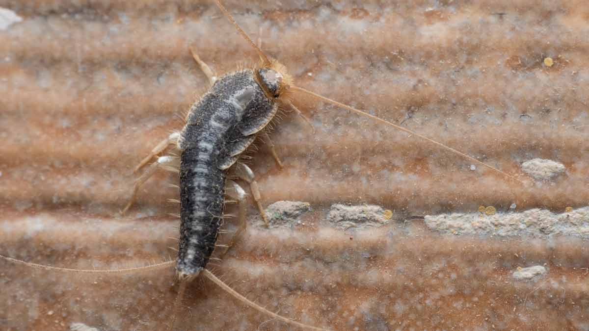 Klingt wirklich überraschend Darum sollten Sie Silberfischchen nicht sofort bekämpfen
