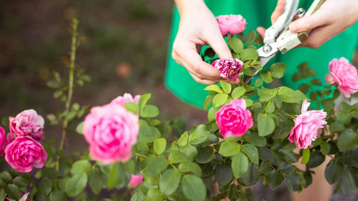 Pflanzen Rückschnitt Herbst vermeiden