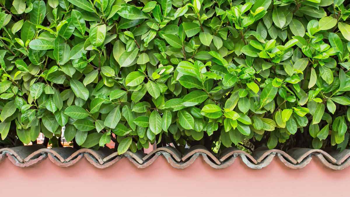 Streitobjekt im Garten Diese Pflanze steht ganz oben