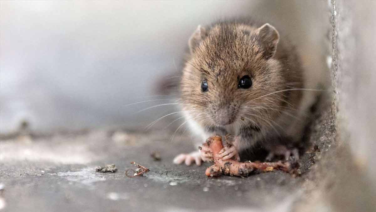 Wenige Blätter reichen So schrecken Sie Mäuse und Ratten ab