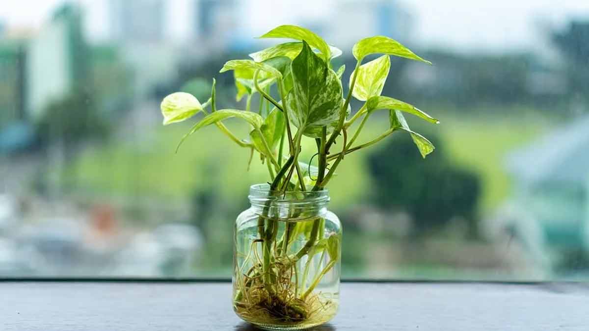 „Super-Pflanze“ reinigt Raumluft 30-mal besser als andere Pflanzen