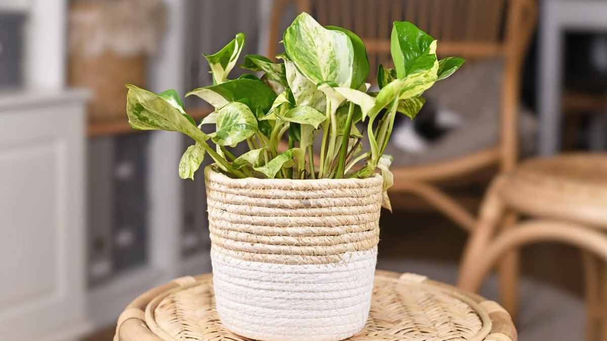 „Wunder-Pflanze“ filtert die Raumluft bis zu 30-mal effizienter als herkömmliche Zimmerpflanzen